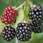 Černica nepichľavá - beztŕňová (Rubus fruticosus) ´BLACK SATIN´ - skorá, výška 20-30 cm, kont.C2L